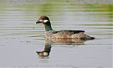 Green Pygmy-Gooseborder=